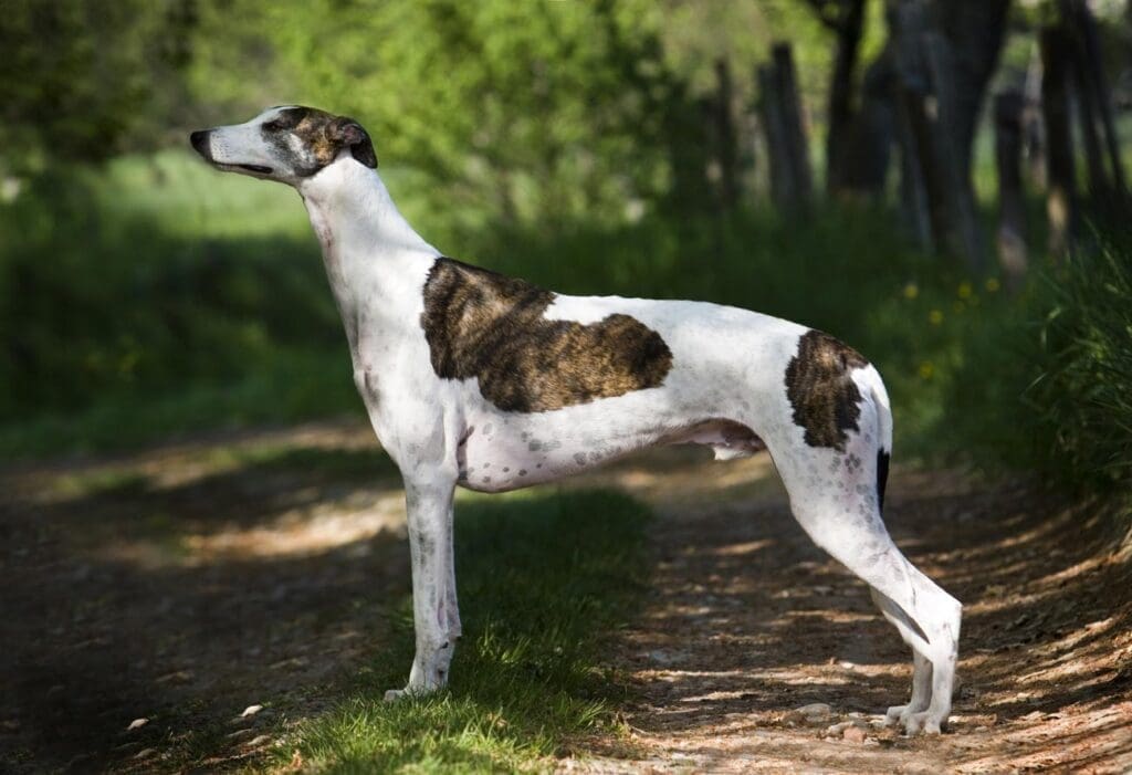 En hvit og brun greyhound på en sti, med grønn bakgrunn.