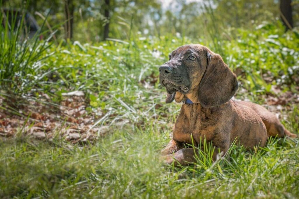 hannoveransk viltsporhund ligger og venter på kommando i skogen