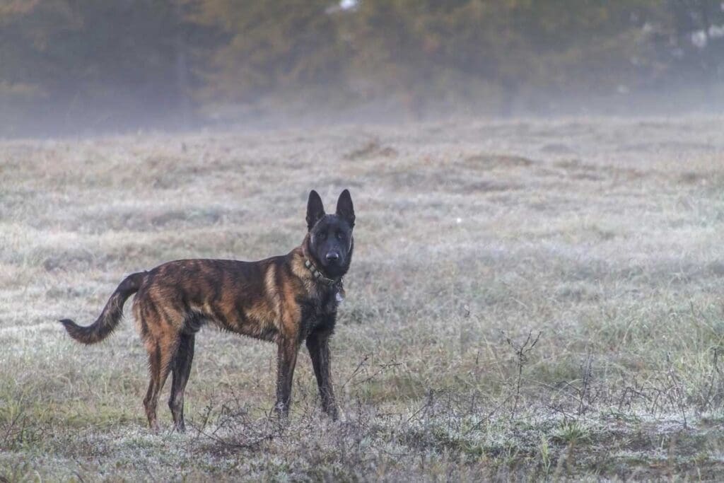 hollandsk gjeterhund står på en tåkelagt eng og ser mot kameraet