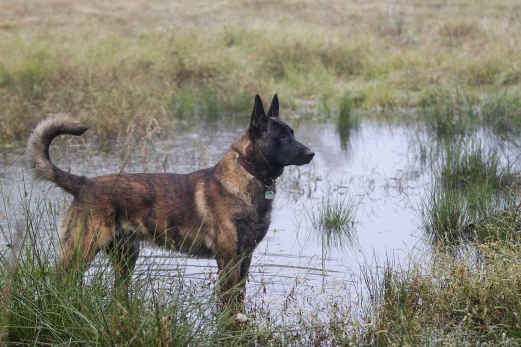 hollandsk gjeterhund står i en vanndam med gress rundt seg