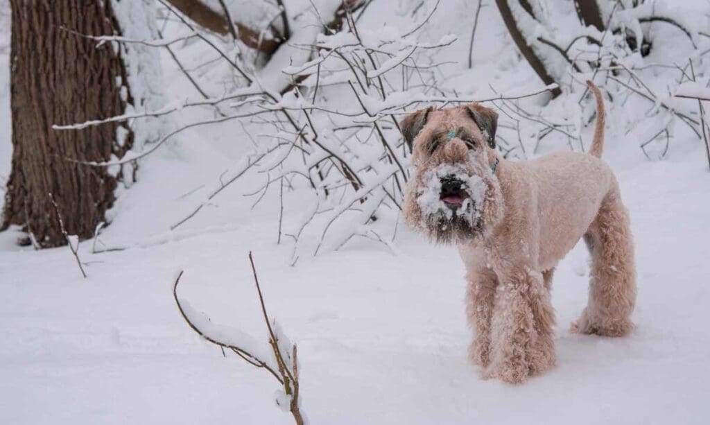 irish softcoated wheaten terrier leker i snøen