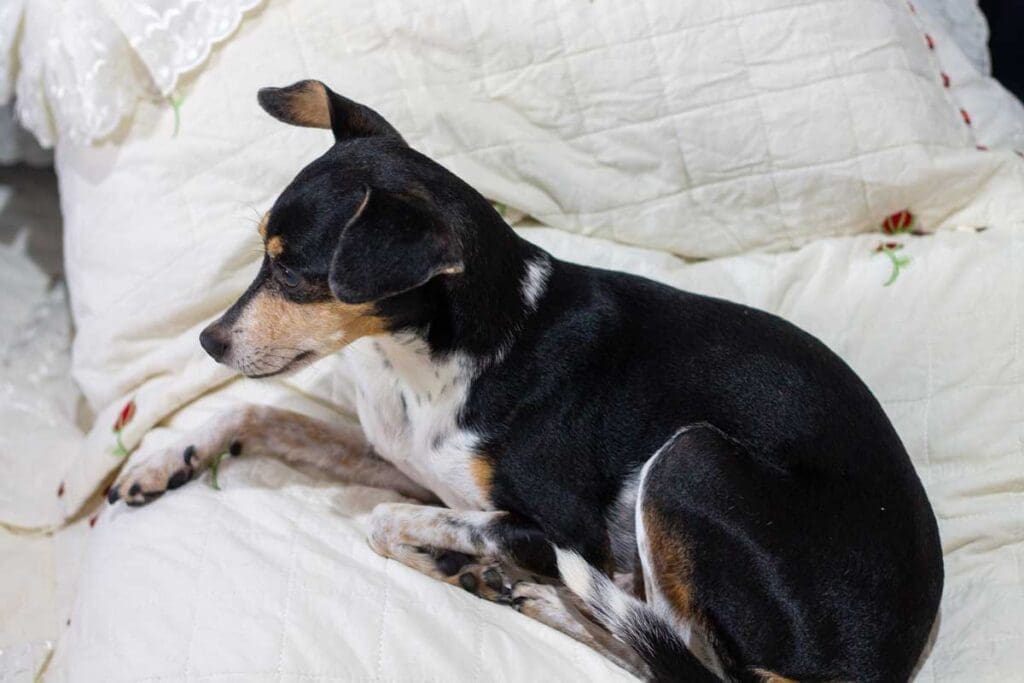 terrier brasileiro slapper av i hvitt sengetøy