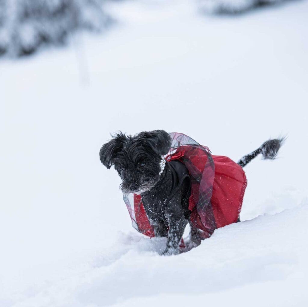 sort yorkipoo med rødt dekken i snøen